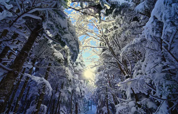 Картинка зима, иней, лес, небо, солнце, свет, снег, ветки