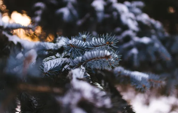 Картинка зима, снег, иголки, елка
