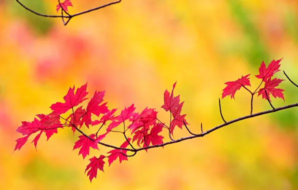 Осень, листья, природа, ветка, клен