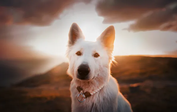 Картинка взгляд, морда, закат, собака, Белая швейцарская овчарка