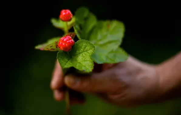 Макро, ягода, морошка, боке, Cloudberries