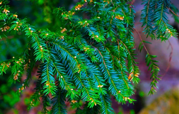 Green, tree, twig, coniferous