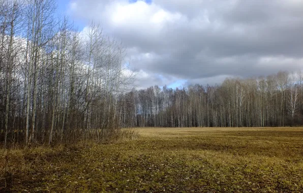 Осень, лес, сено, тайга, копна