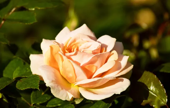 Картинка листья, свет, цветы, желтый, розы, лепестки, сад, бутоны