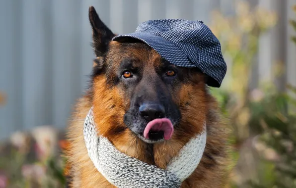 Картинка друг, собака, шляпа