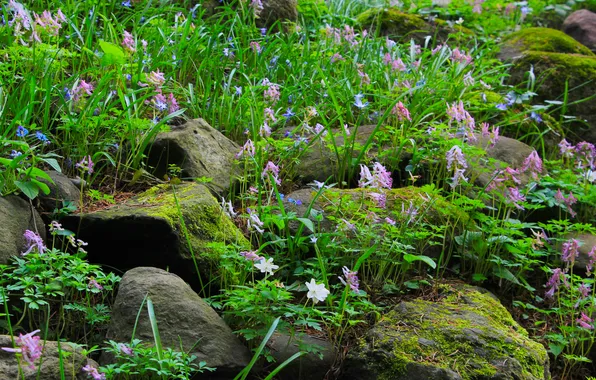 Flower, stones, plant, moss