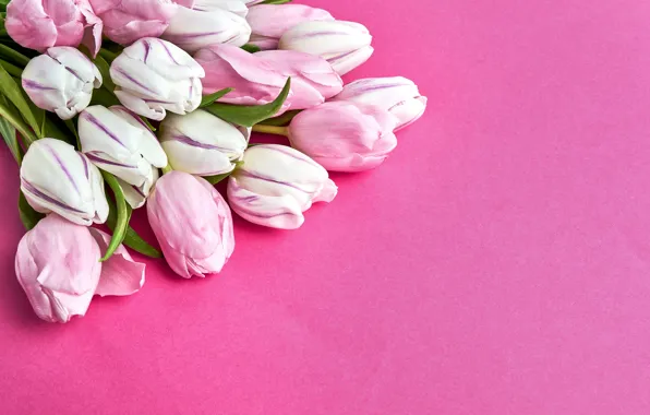 Картинка цветы, букет, тюльпаны, розовые, розовый фон, pink, flowers, beautiful