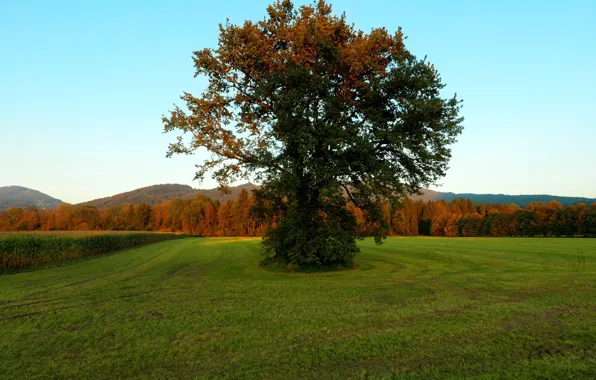 Картинка Поле, Дерево, Осень, Fall, Tree, Autumn, Colors, Field