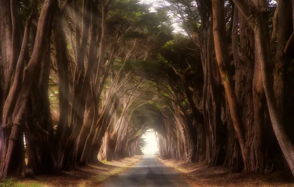 Картинка дорога, деревья, Калифорния, США, тоннель, Point Reyes Station