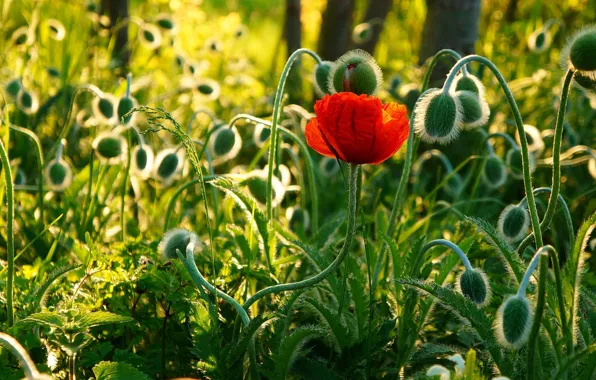 Red, flower, poppy, blooming