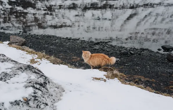 Картинка кот, снег, шерсть, рыжий