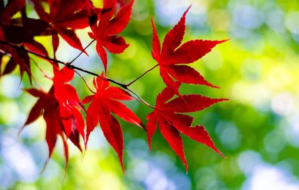 Листья, макро, природа, веточка, красные