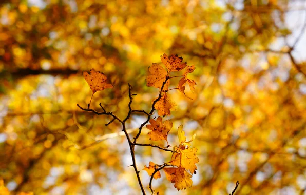 Листья, дерево, ветка, дуб, осенние