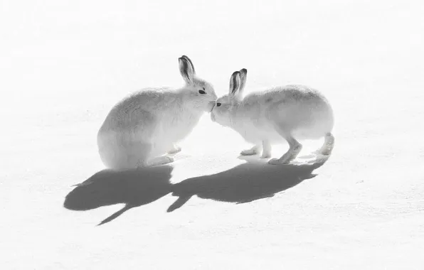 Картинка снег, природа, Kiss, Mountain Hare