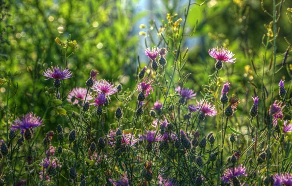Flower, meadow, blooming