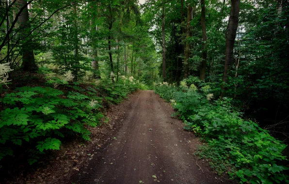 Картинка лес, тропа, Германия, Саксония
