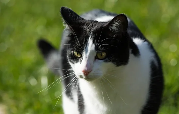Картинка кошка, лето, кот, усы, морда, солнце, свет, черно-белая