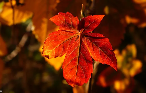 Red, autumn, leaf