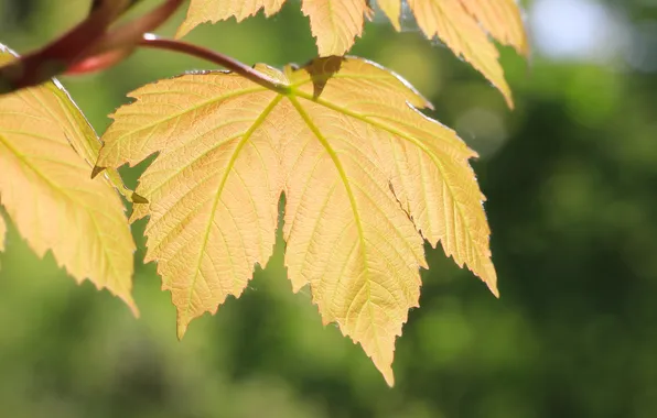 Spring, leaf, twig