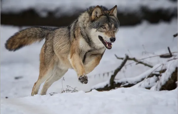 Картинка nature, face, animal, wolf, wildlife, head, fur, mammal