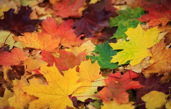 Листья, цвета, золотая осень