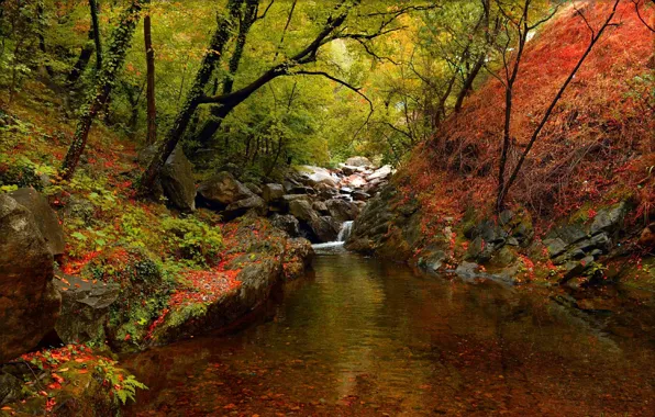 Картинка Осень, Деревья, Лес, Fall, Речка, Autumn, River, Forest