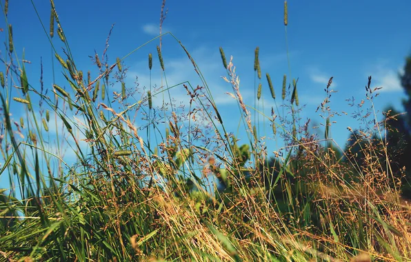 Картинка лето, трава, сено
