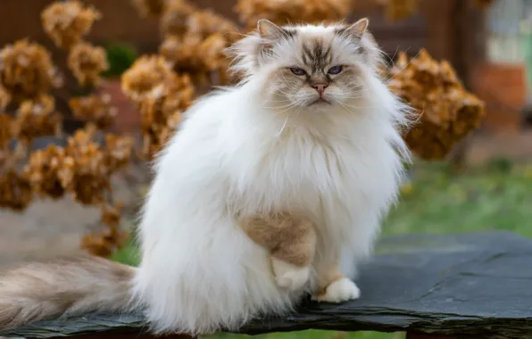 Кошка, кот, взгляд, цветы, природа, поза, сад, белая
