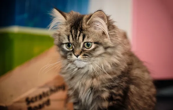 Кошка, взгляд, поза, котенок, серый, пушистый, мордашка, сидит