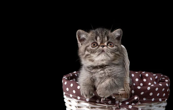 Кошка, взгляд, котенок, серый, лапки, малыш, ткань, черный фон