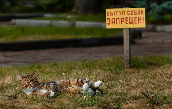 Кошка, кот, табличка