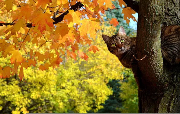 Картинка осень, кот, листья, дерево, клен, котэ, выглядывает, жетые