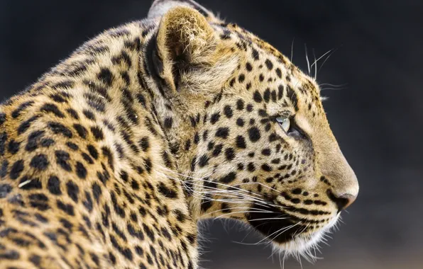 Картинка морда, хищник, леопард, профиль, дикая кошка