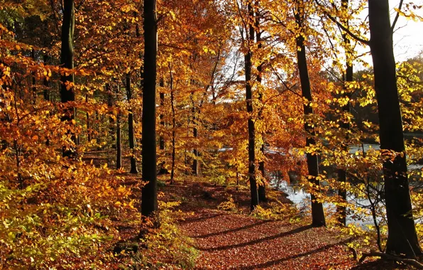 Осень, листья, деревья, природа, фото, тропа