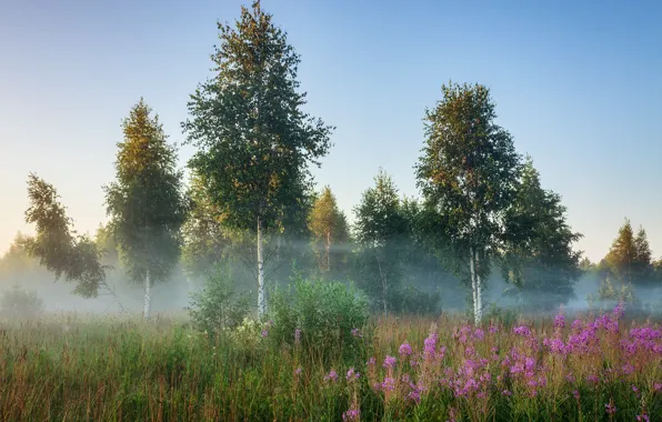 Картинка лето, деревья, пейзаж, природа, туман, утро, травы, берёзы