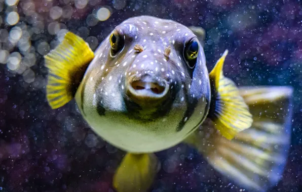 Море, взгляд, вода, свет, портрет, рыба, подводный мир, под водой