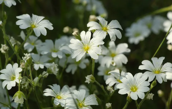 White, flower, blooming