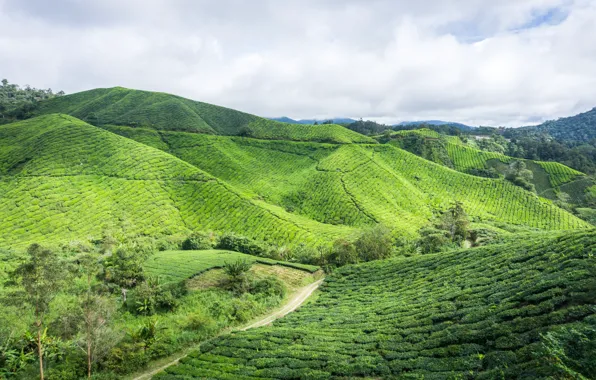 Картинка green, nature, hill, highland, malaysia, estate, cameron, cameron highland