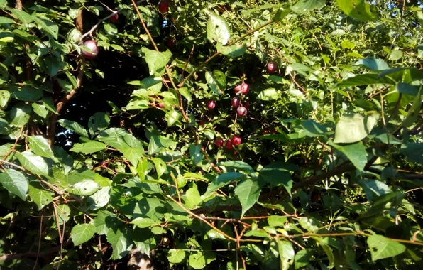 Garden, august, Cherry plum