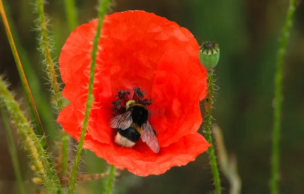 Red, flower, poppy, insect