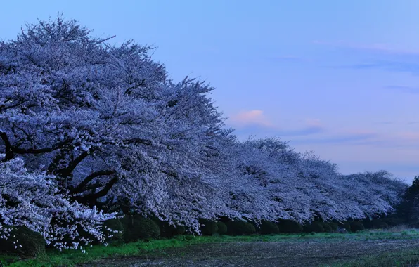 Картинка япония, вечер, сакура, japan, evening, sakura, цветущая вишня, парк в префектуре Китаками