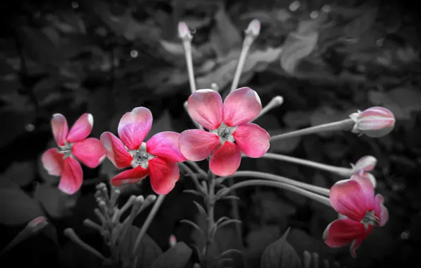 Макро, природа, лепестки