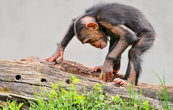 Природа, малыш, обезьяна