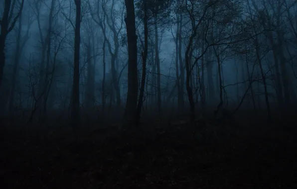 Картинка лес, деревья, ночь, природа, туман, сумерки