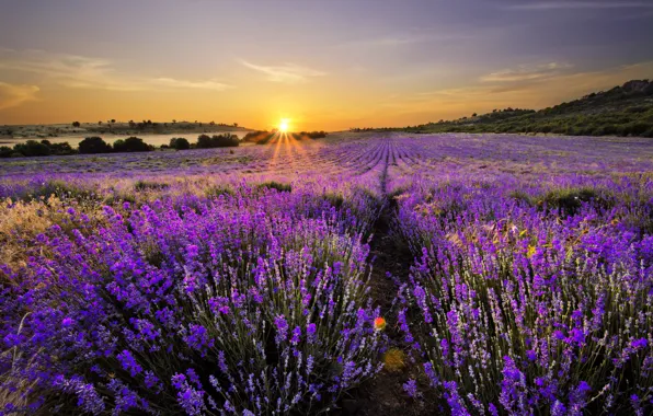 Картинка пейзаж, природа, цветение, landscape, nature, bloom, lavender field, лавандовое поле