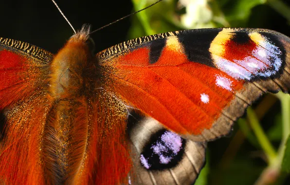 Картинка узор, бабочка, крылья, насекомое
