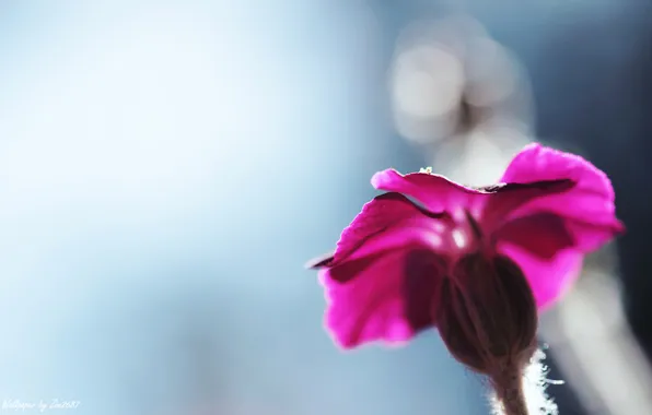 Картинка цветок, purple blur, zim2687
