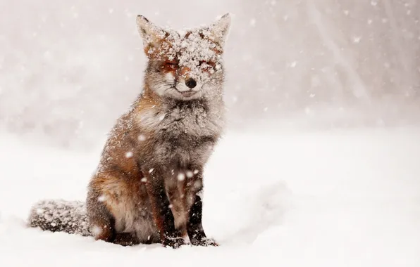 Картинка Fox, Winter, Snow