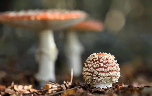 Природа, фон, грибы