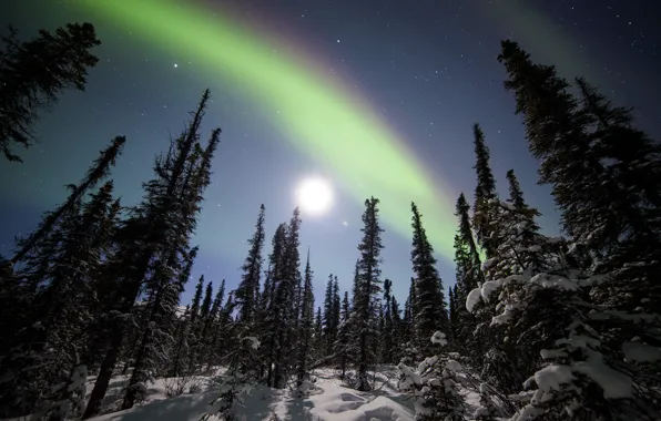 Картинка зима, лес, снег, деревья, звёзды, северное сияние, ели, Аляска